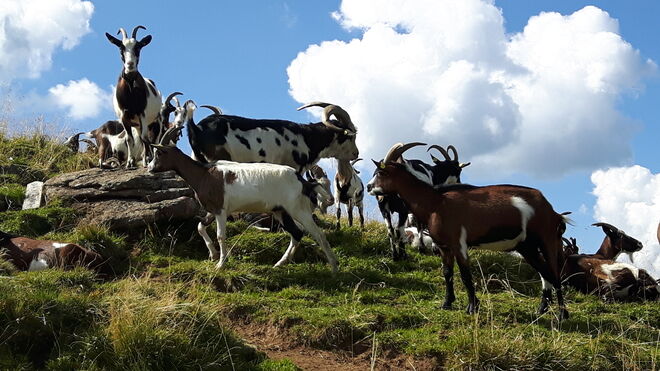Eine Herde Ziegen