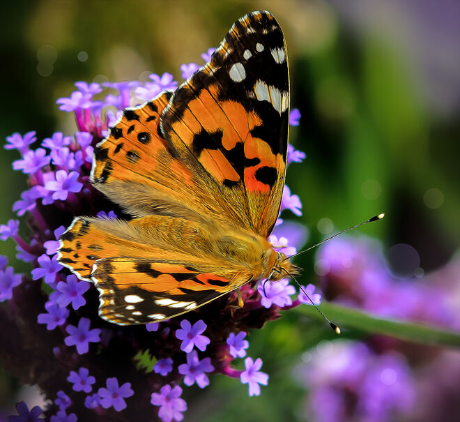 Fliegende Schönheit