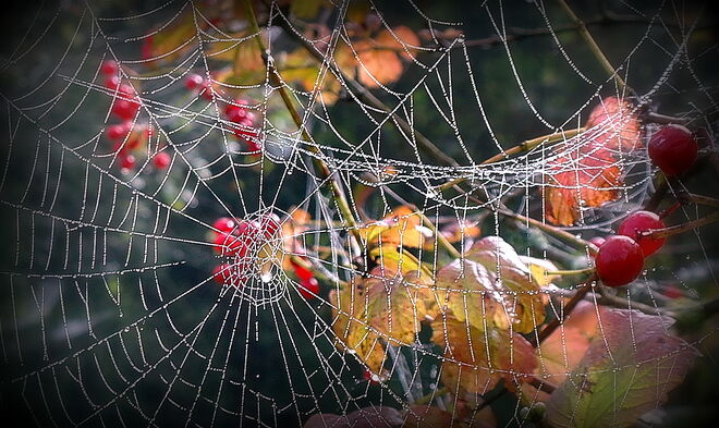 "HERBSTNETZ"