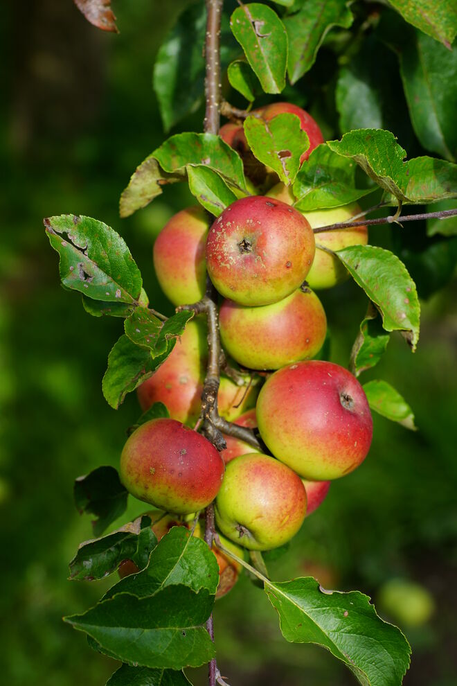 Schöne rotbackige Äpfel reifen im Garten