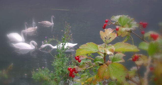 "SCHWÄNE IM MORGENNEBEL"