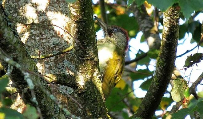 Ein Grünspecht morgens in der Linde