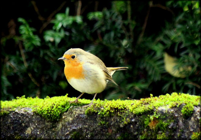 neugieriges Rotkehlchen....