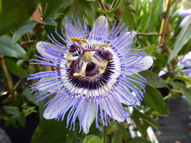 Blüte einer Passionsblume