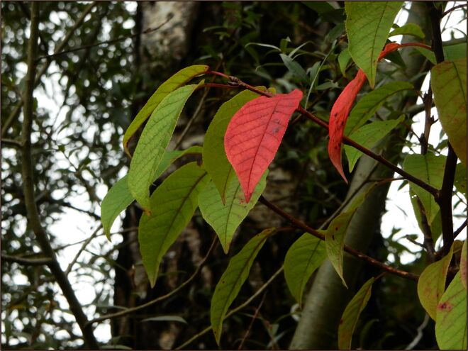 Einsames Herbstblatt