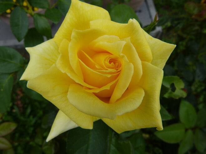 Die letzten Rosenblüten