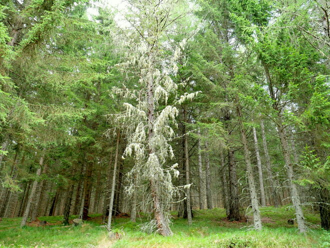 Über und über mit silbernen Flechten bedeckt
