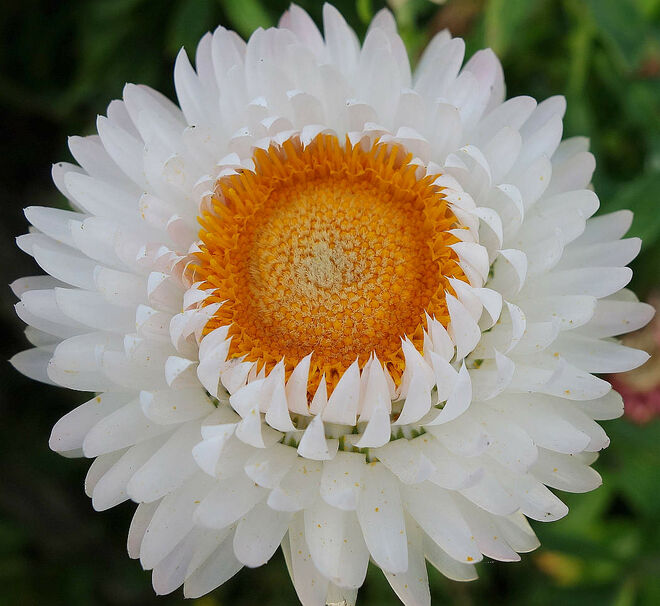 Etwa 200 Blütenblätter