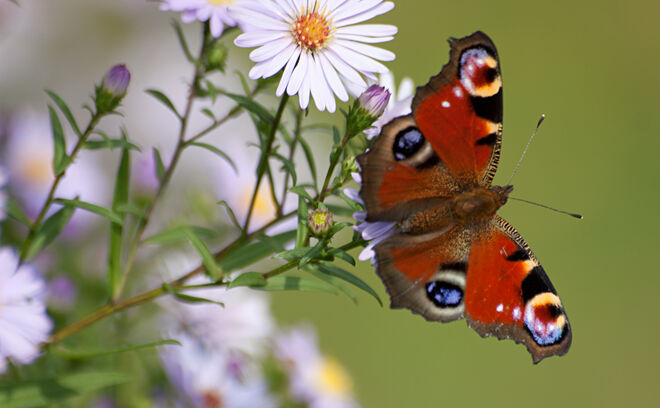 Tagpfauenauge auf den Herbstastern