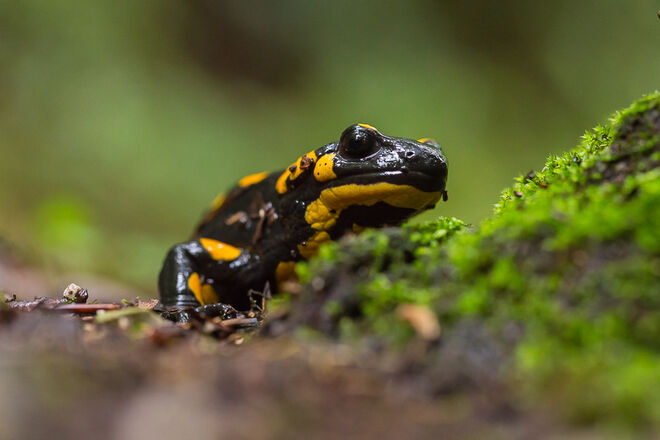 Regenwetter = Salamanderwetter