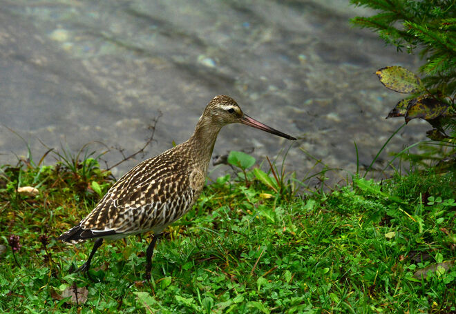 Am Ufer gibt`s immer was !