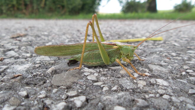 Steiniger Fußmarsch