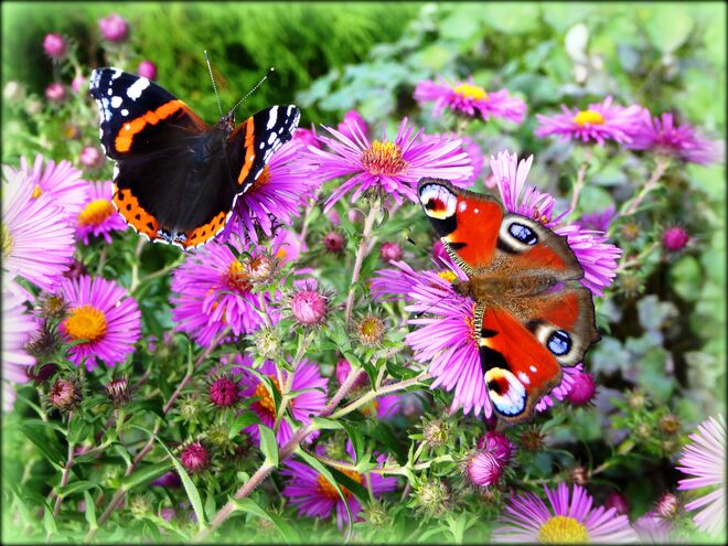 ein friedliches Nebeneinander