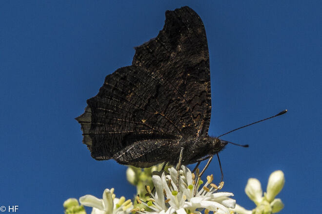 Schwarz auf Weiß (Tagpfauenauge)