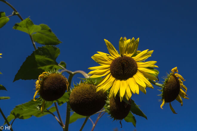 Sonnenschein zum astr. Herbstbeginn