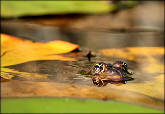 Prinz trägt Herbstfarben ;-)