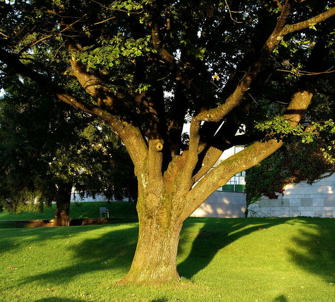 Abendliches Astraunen