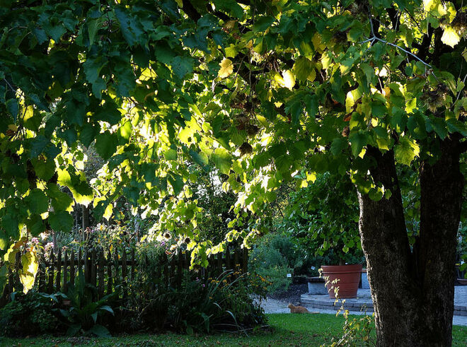 Septemberabendsonnenleuchten