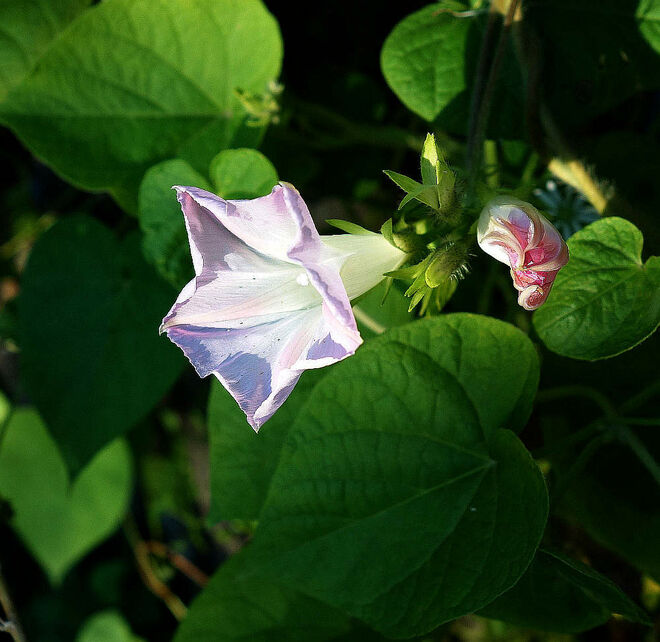 Ein allerletzter Sonnenstrahl