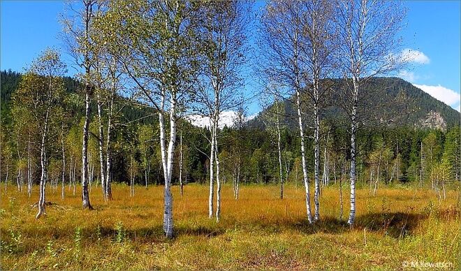 Moorbirken zu Herbstbeginn