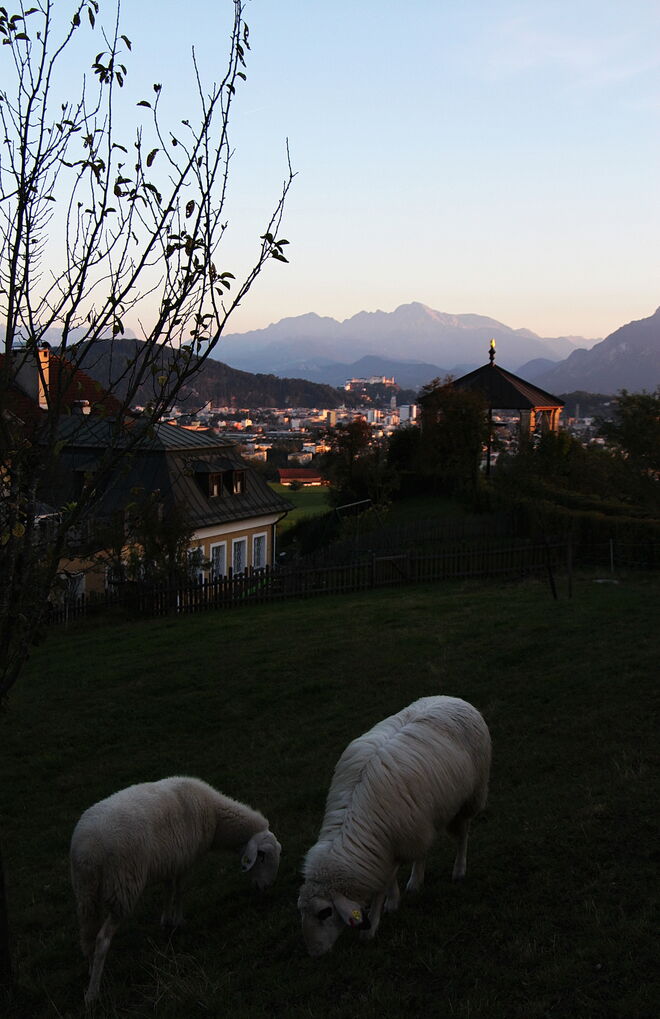 Die Schafe von Maria Plain