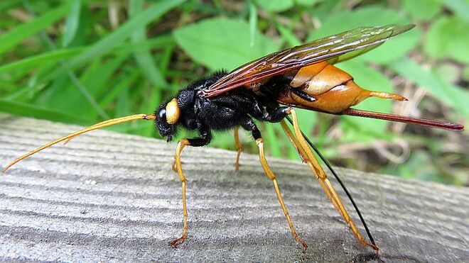 Riesenholzwespe - Weibchen mit Legebohrer