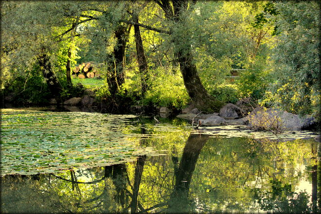 Septemberlicht am Weiher....