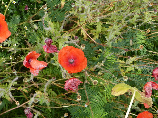 Vergänglichkeit.....