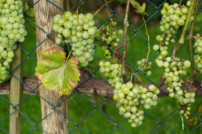 Pinzgauer Trauben im Garten meiner Nachbarin Agnes