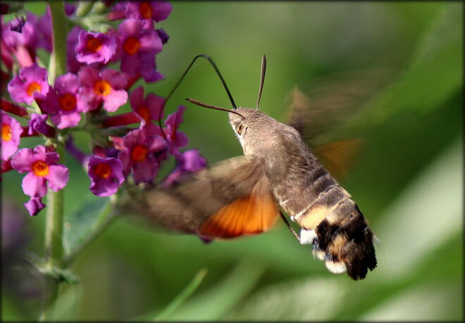 Sommerflieder- Tankstelle