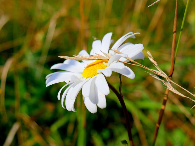 Spätsommerliche Margerite