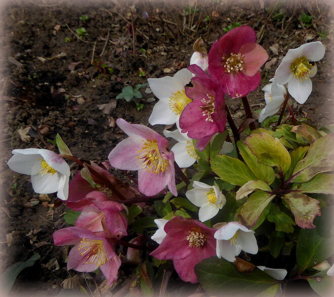 Schnee oder Christrosen