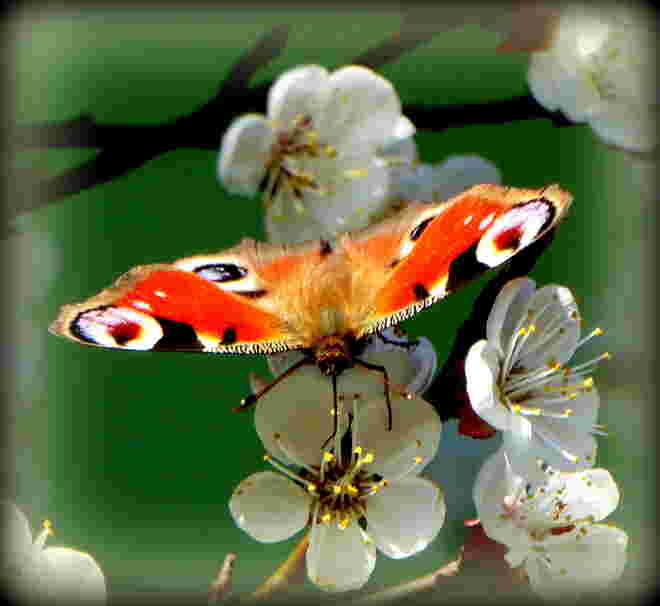 Besuch auf der Marillenblüte