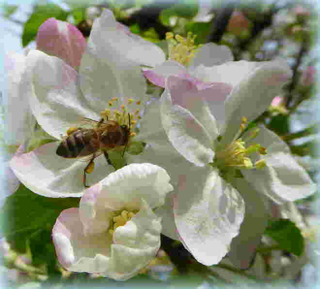 die Bienen sind fleißig unterwegs..