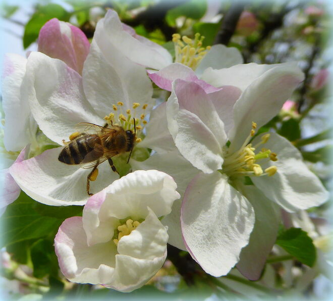 die ersten Apfelblüten