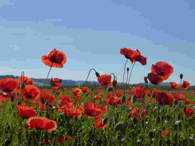 Mohnblumenzeit