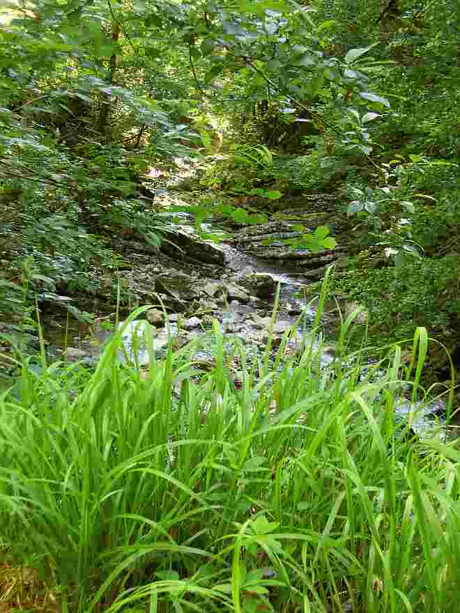 Glasenbachklamm-GRÜN