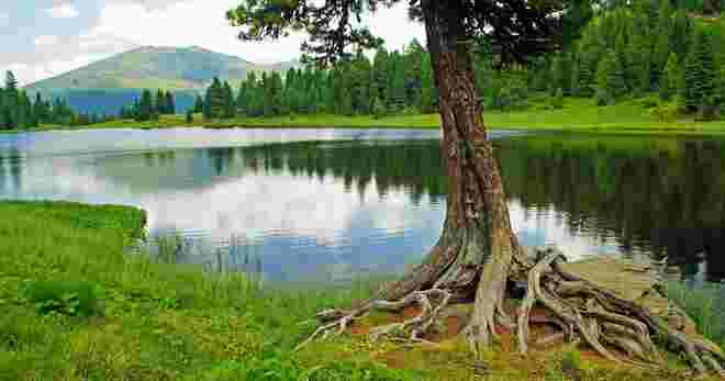 Die Zirbe am Schwarzsee