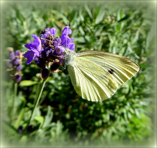 der Kohlweißling