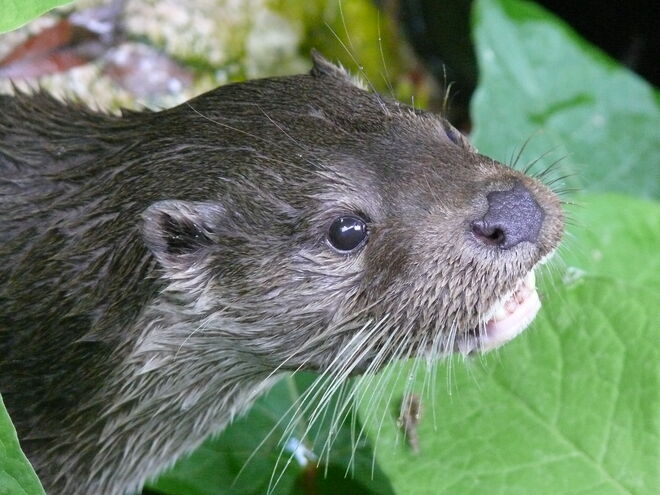 kleiner, flinker Fischotter