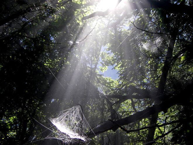 Spinnennetz in der Morgensonne