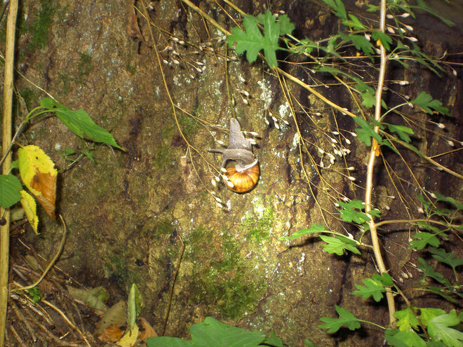 Weinbergschnecke auf Hälmchen