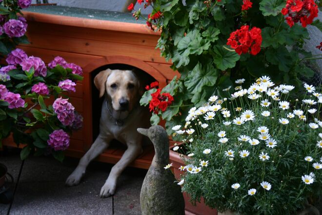 Schöne Hunds-Sommertage