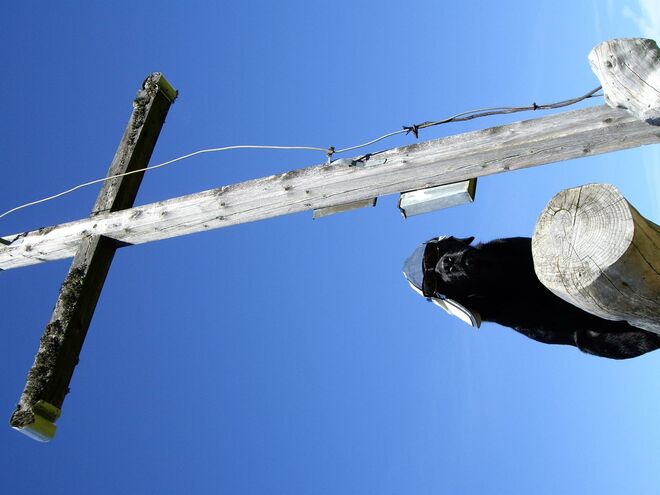 Vierbeiniger gipfelstürmer