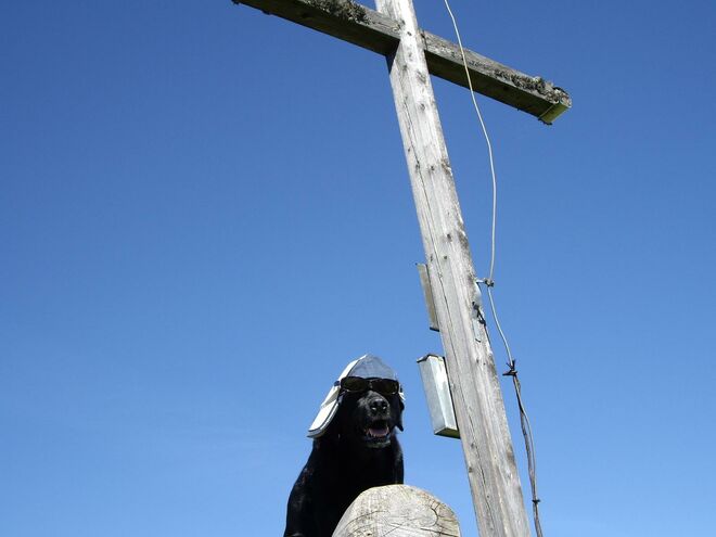 Vierbeiniger Gipfelstürmer