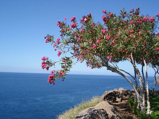 Balsam für Körper, Geist und Seele