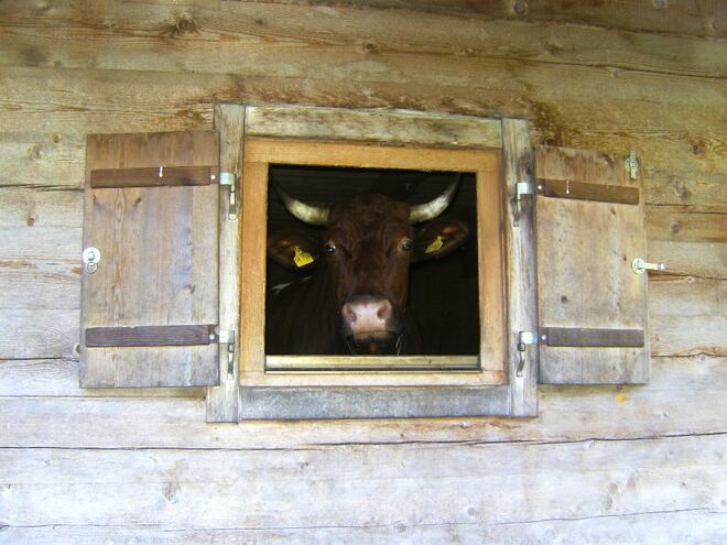 Almbewirtschaftung...