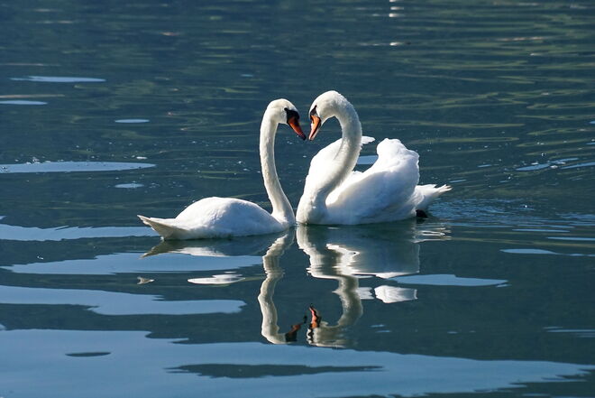 ... eine Sommerliebe ...