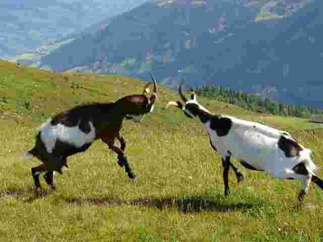 Kampf auf der Alm
