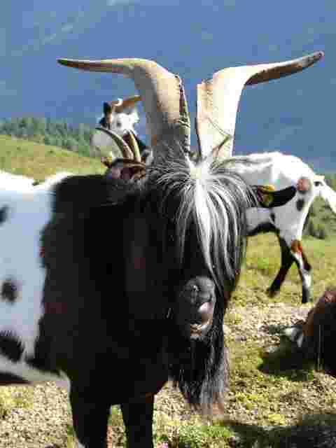 Ein wilder Bock ;)